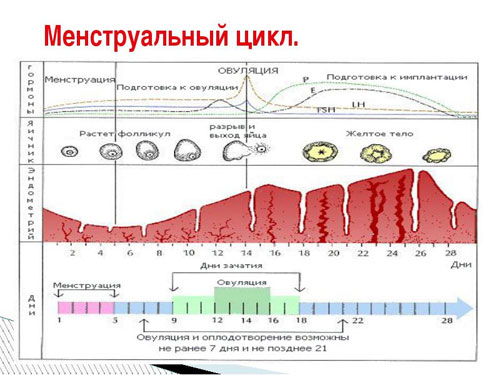 Нарушения менструального цикла и их причины